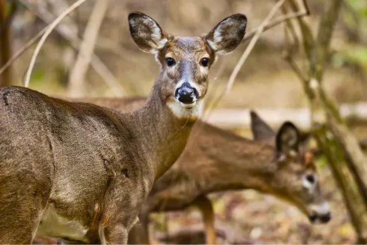 Understanding Deer Behavior